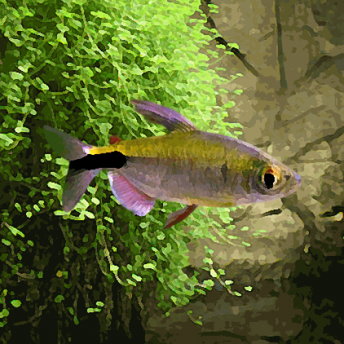 Tetras longipinnis (environ 5 cm)