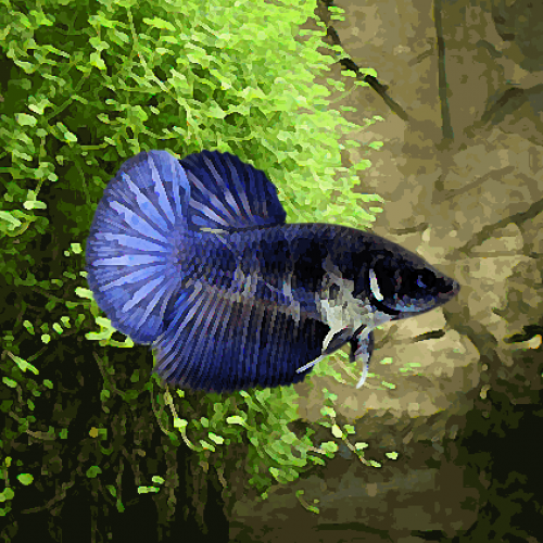 Betta femelle halfmoon selection (environ 5 cm)