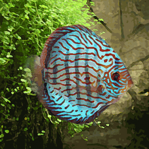 Discus Stendker turquoise brillant (environ 7 cm)