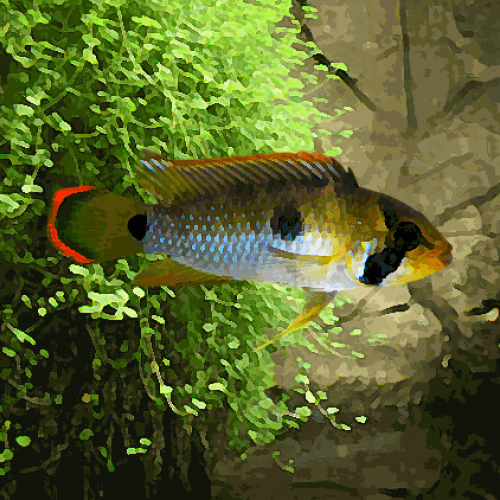 Apistogramma nijsseni (environ 4 cm)