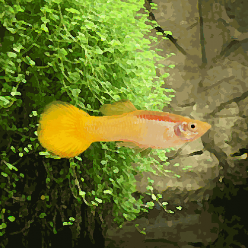 Guppy male lyre calico (environ 4 cm)