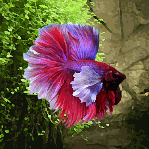 Betta male halfmoon elephant (environ 6 cm)