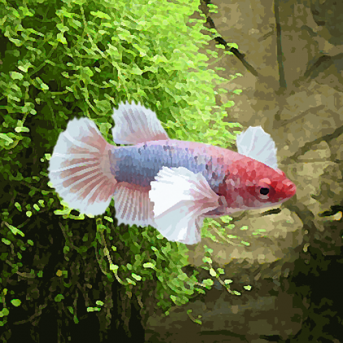 Betta Splendens Femelle halfmoon bleu 12,00 €