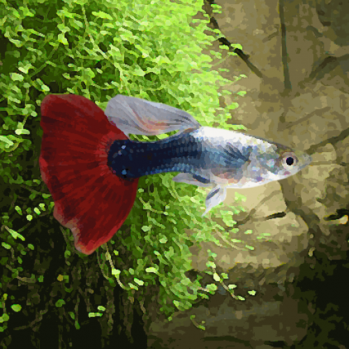 Guppy male turquoise rouge (environ 4 cm)