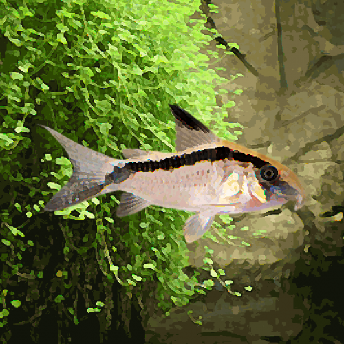 Corydoras arcuatus c20 (environ 5 cm)