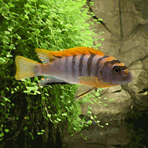 Labidochromis hongi red top (3.5 à 5 cm)