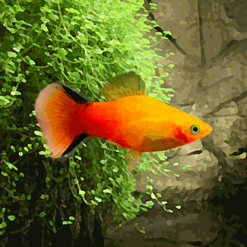 Platy sunset (environ 3.5 cm)