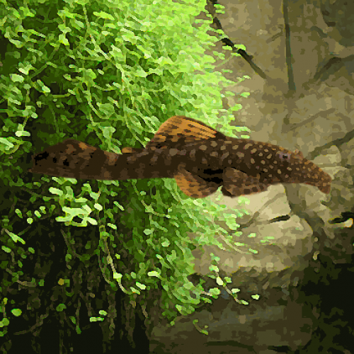 Ancistrus elevage (environ 8 cm)