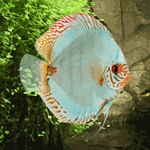 Discus Stendker solid turquoise (environ 9 cm)