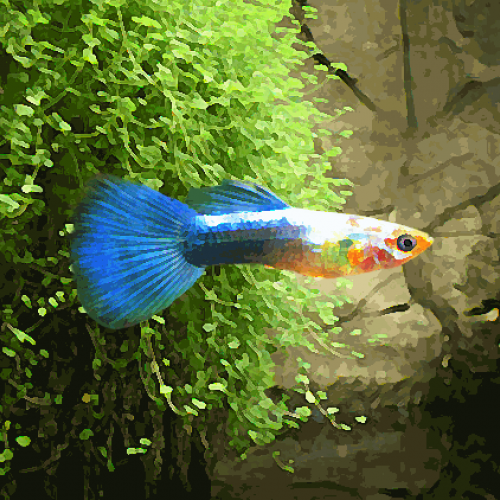 Guppy male neon gold bleu (environ 4 cm)