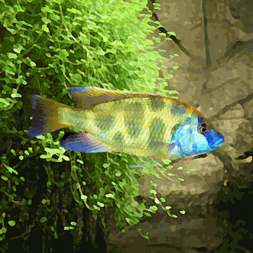 Nimbochromis venustus (environ 6 cm)