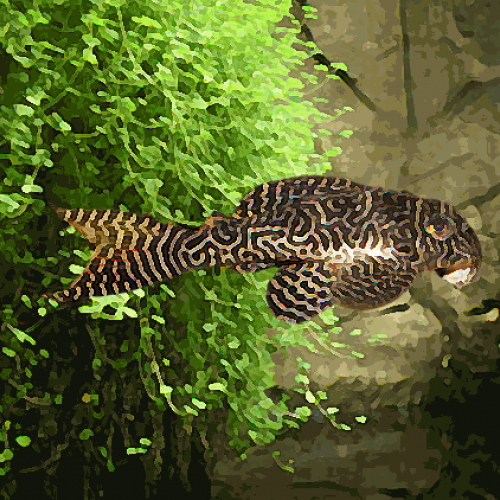 L 399 hypancistrus xingu