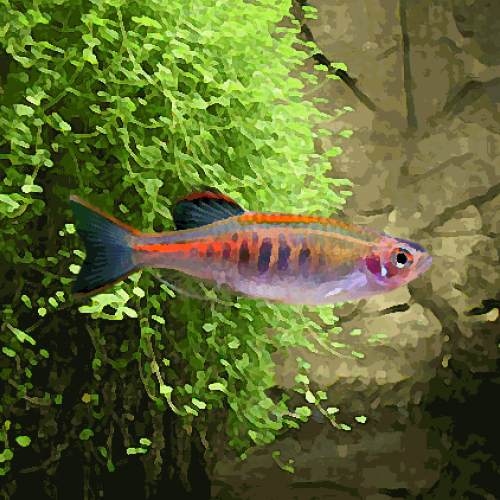 Danio chopraï (environ 3 cm)