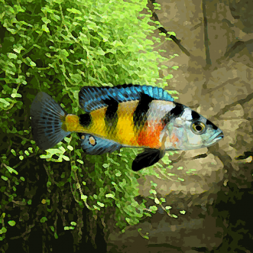 Haplochromis obliquidens zebra (environ 5 cm)