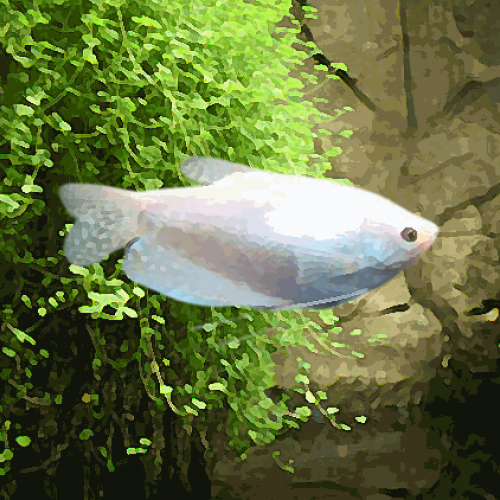 Gourami blanc (environ 7 cm)