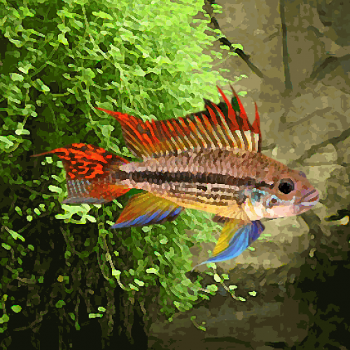 Apistogramma cacatuoides (environ 4 cm)