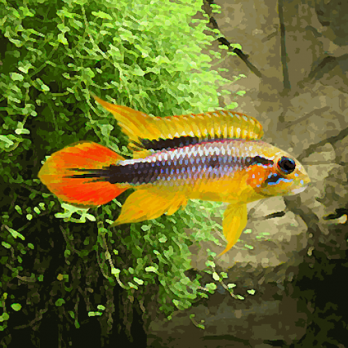 Apistogramma agassizi (environ 4 cm)