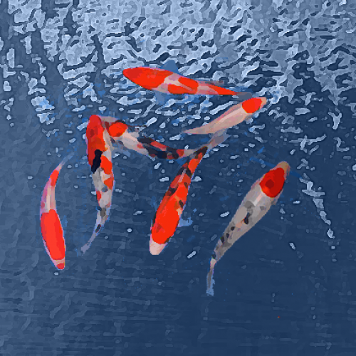 Koi japon "takahashi" melange tosai