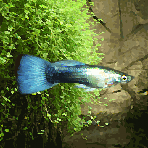 Guppy male metallic bleu neon (environ 4 cm)