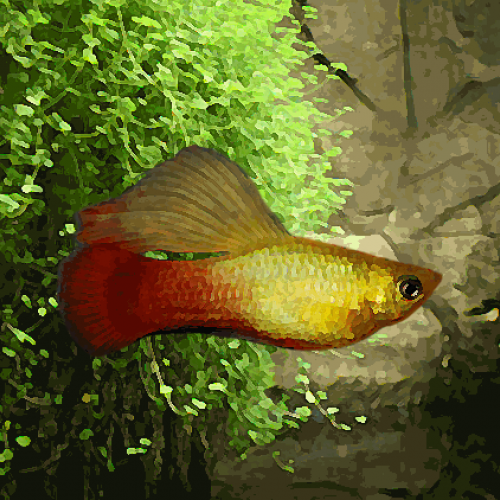 Platy variatus voiles (environ 3.5 cm)