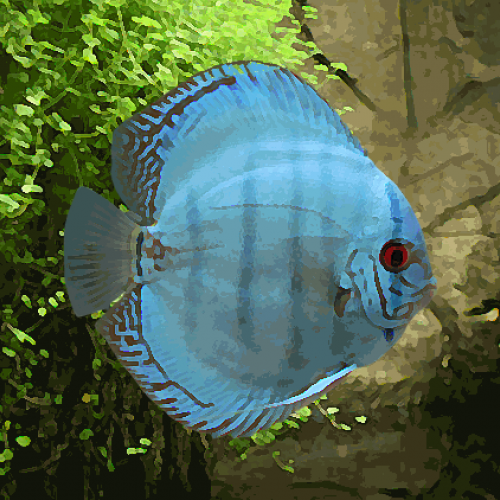 Discus Stendker bleu cobalt (environ 7 cm)