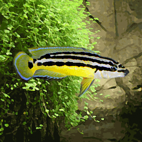 Julidochromis ornatus (3.5 à 5 cm)