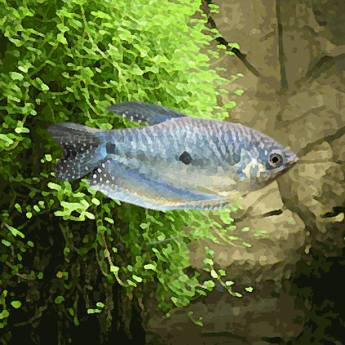 Gourami bleu (environ 6 cm)