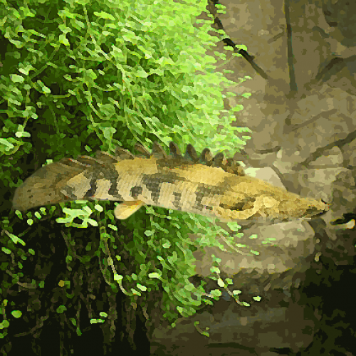 Polypterus endlicheri (environ 8 cm)