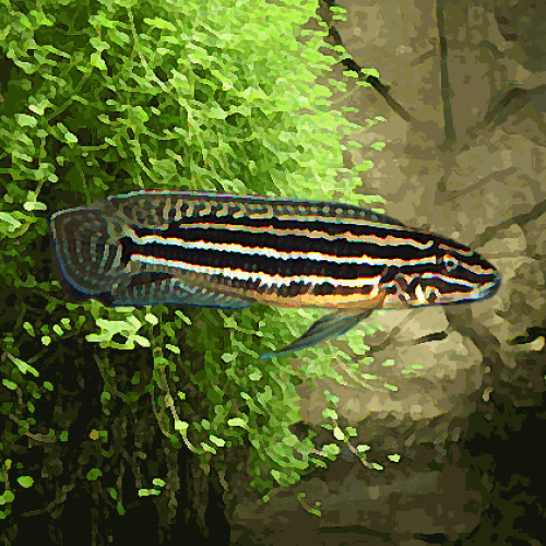 Julidochromis regani (environ 5 cm)
