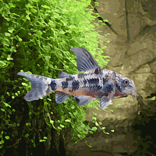 Corydoras paleatus (environ 3.5 cm)