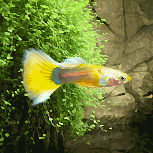 Guppy male tuxedo jaune (environ 4 cm)