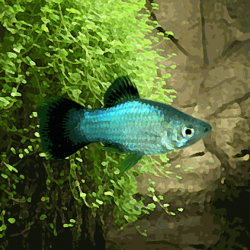 Platy bleu (environ 3.5 cm)