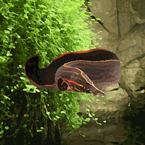 Mastacembelus rouge (30 à 40 cm)