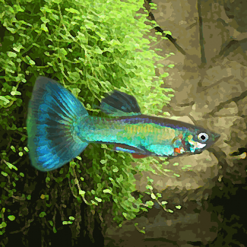 Guppy male paon vert (environ 4 cm)