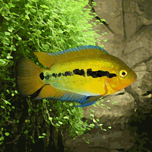 Herotilapia multispinosa (environ 5 cm)