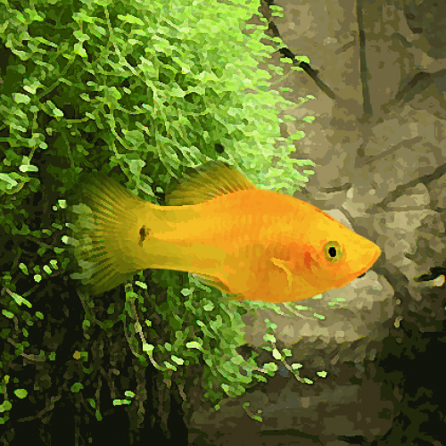 Platy jaune (environ 3.5 cm)