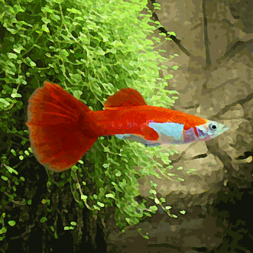 Guppy male red blond (environ 4 cm)