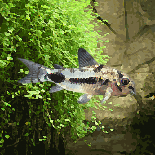 Corydoras habrosus (environ 1.2 cm)