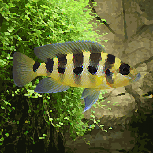 Lamprologus sexfasciatus (environ 4 cm)