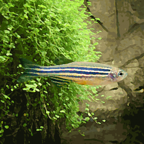 Danio rerio (environ 2.5 cm)