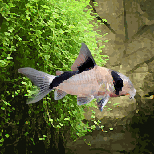 Corydoras melini