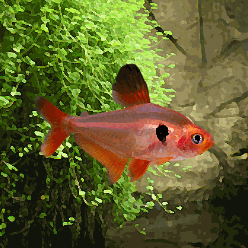 Serpae (environ 3.5 cm)