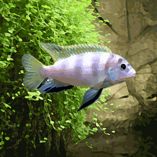 Labidochromis sp. perlmutt (environ 4 cm)