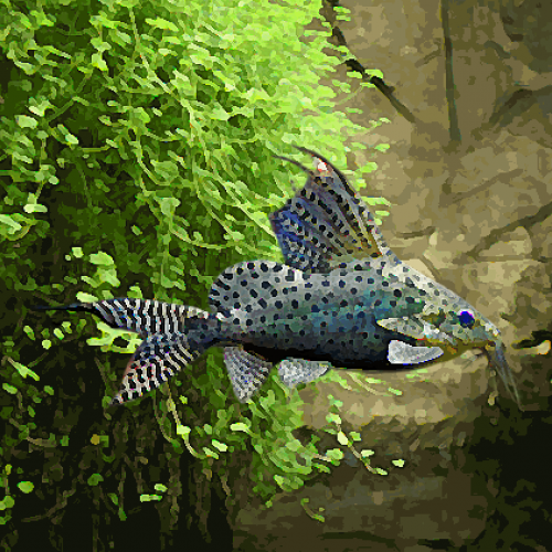 Synodontis eupterus (3 à 5 cm)