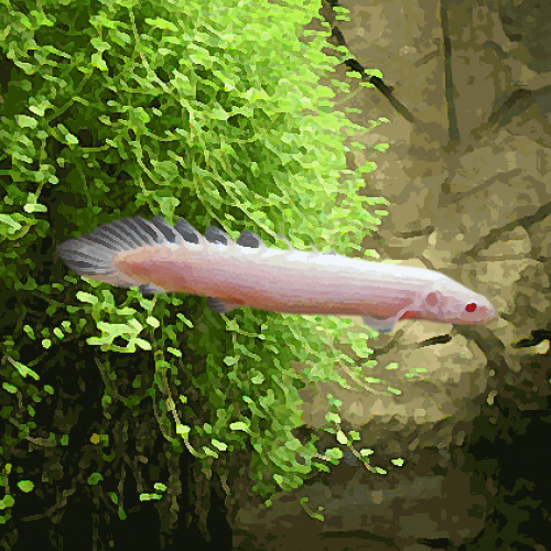 Polypterus senegalus albinos (environ 8 cm)