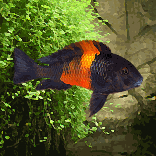 Tropheus moorii "bemba" (bande orange)