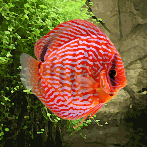 Discus Stendker turquoise rouge (environ 6 cm)