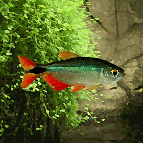 Tetras de buenos aires (environ 4 cm)