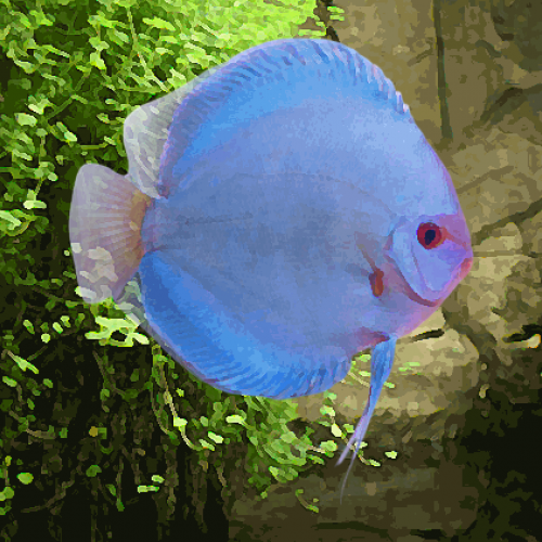 Discus Stendker diamant bleu (environ 6 cm)