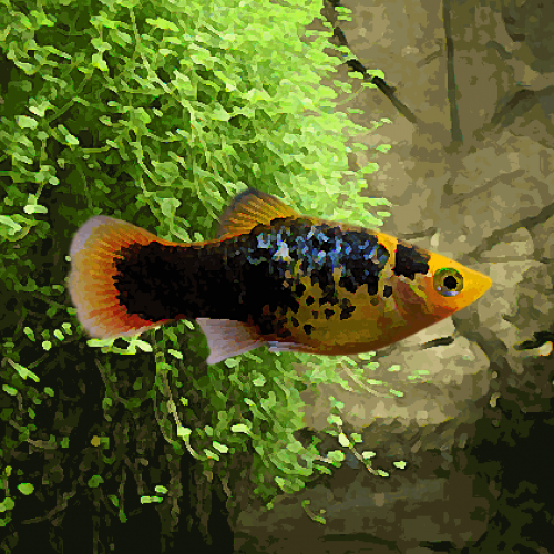 Platy sunset calico (environ 3.5 cm)